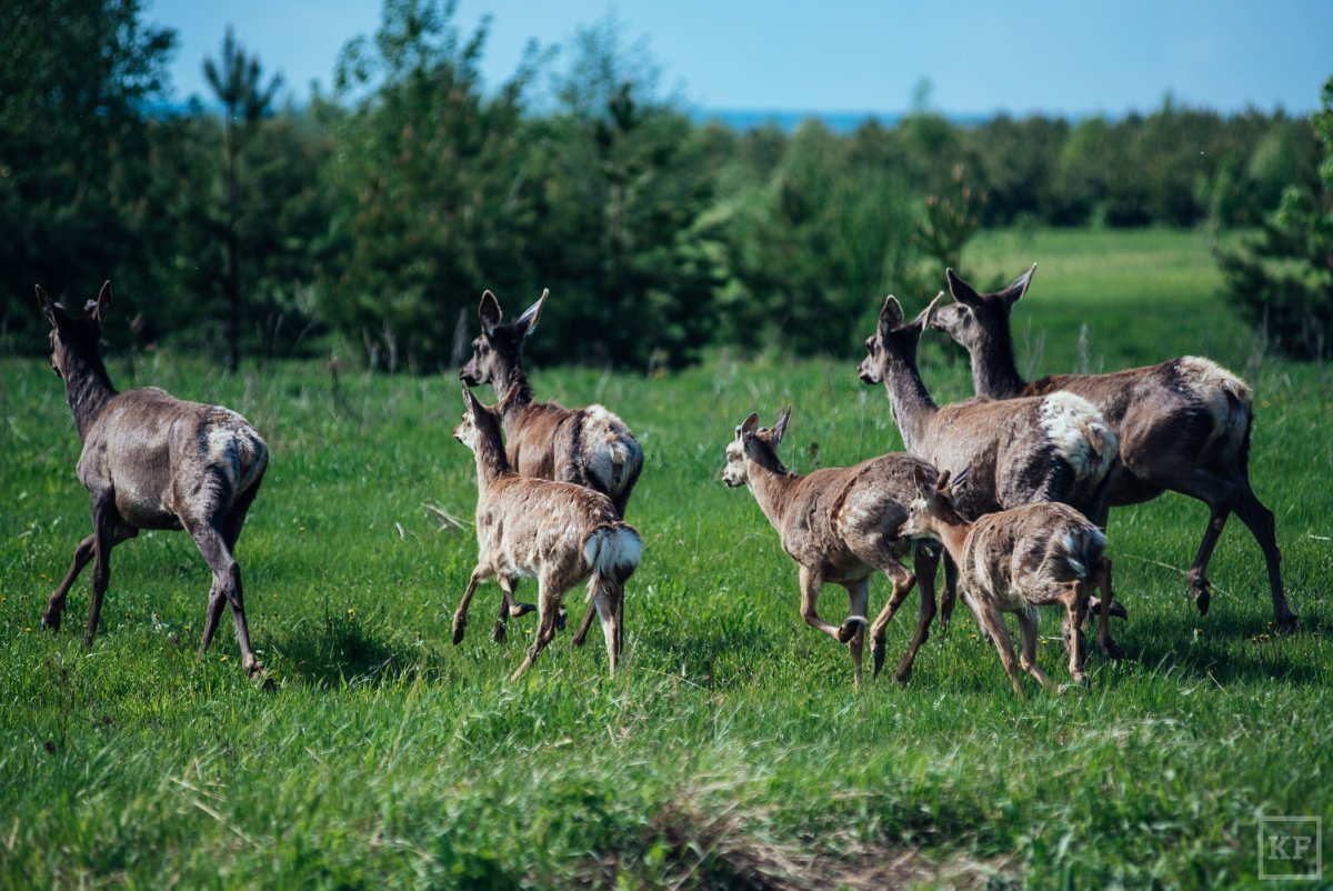 Беловежская пуща Рысь