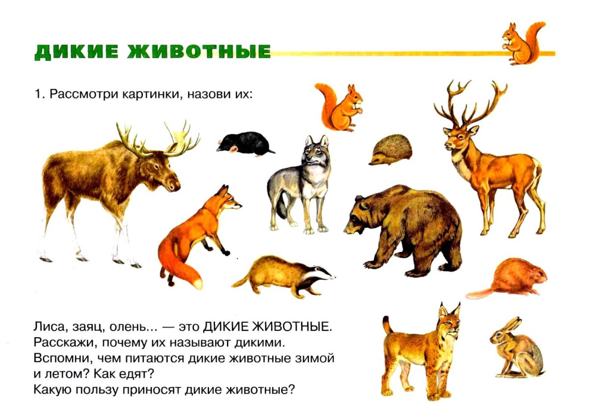 Баргузинский заповедник Соболь кратко