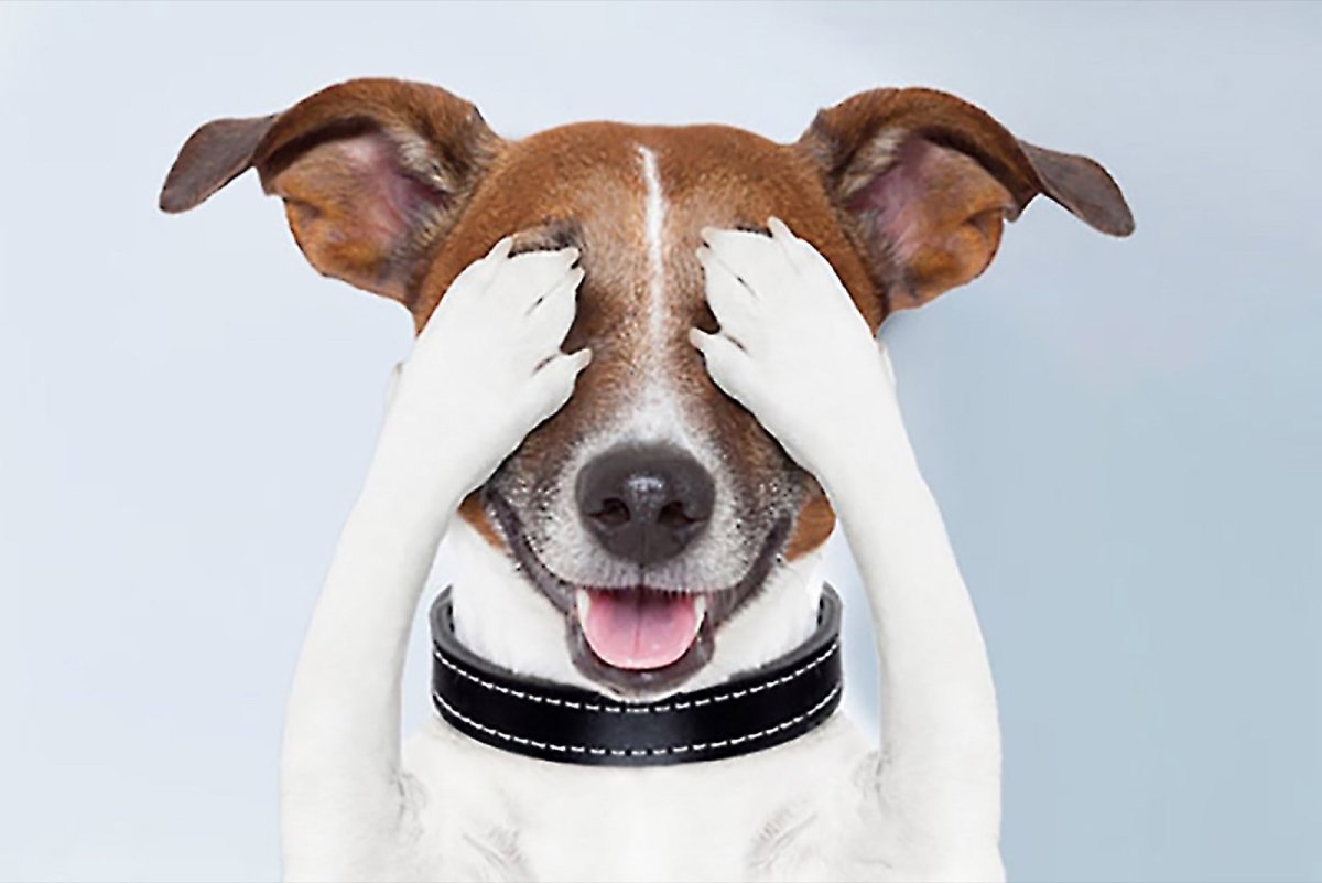 Щенок скулит