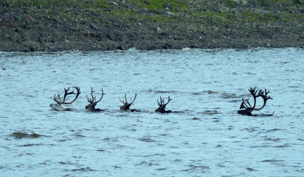 Путоранский снежный баран