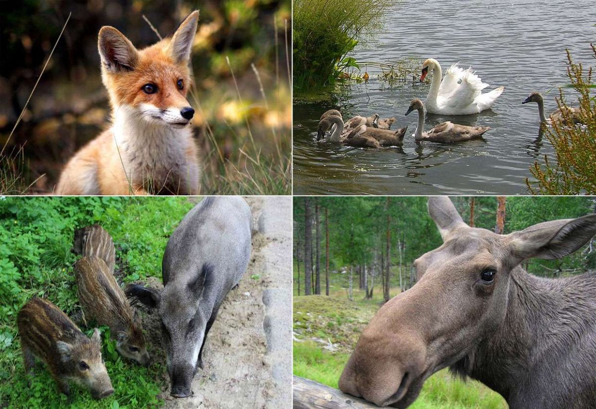 Белка в Лосином острове