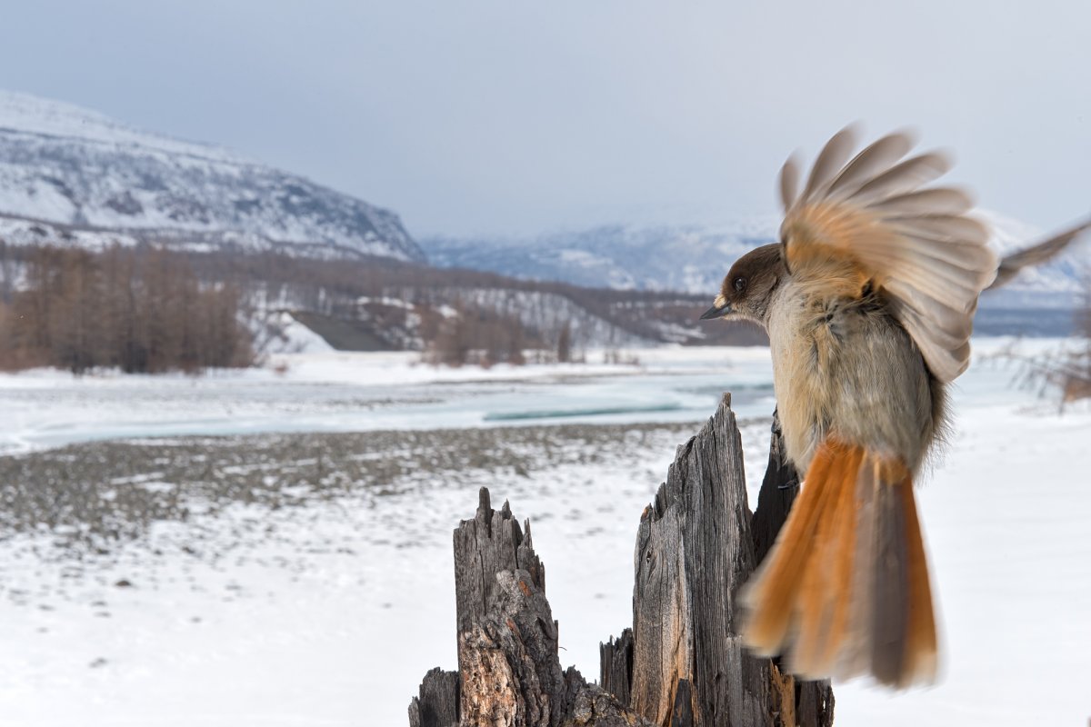 Алтайский заповедник Лось
