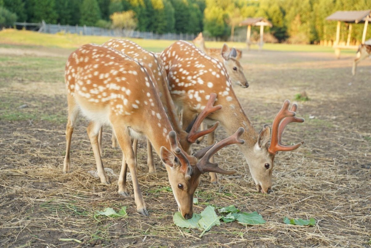 Живо тныеюжнойамерикки
