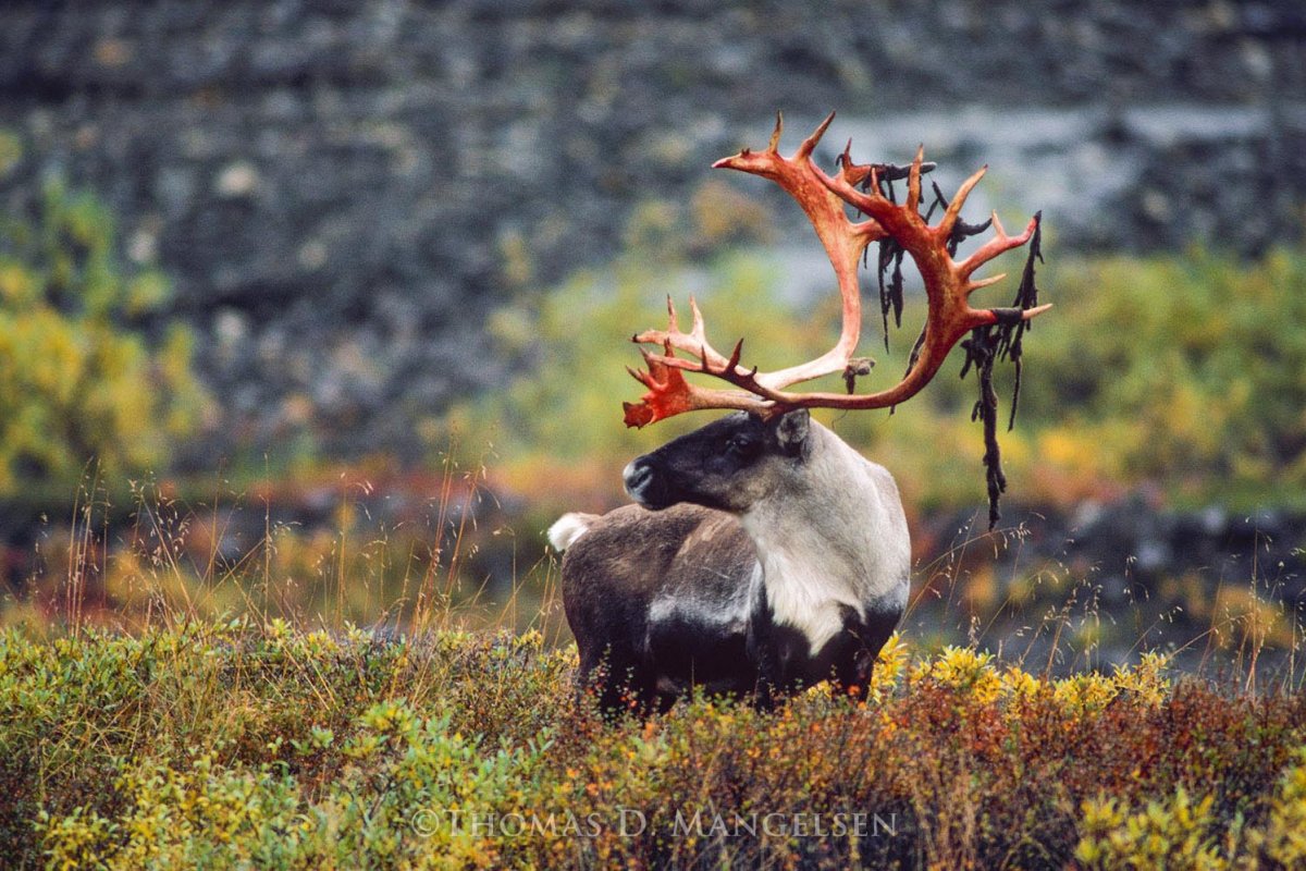 Плато Путорана Рысь
