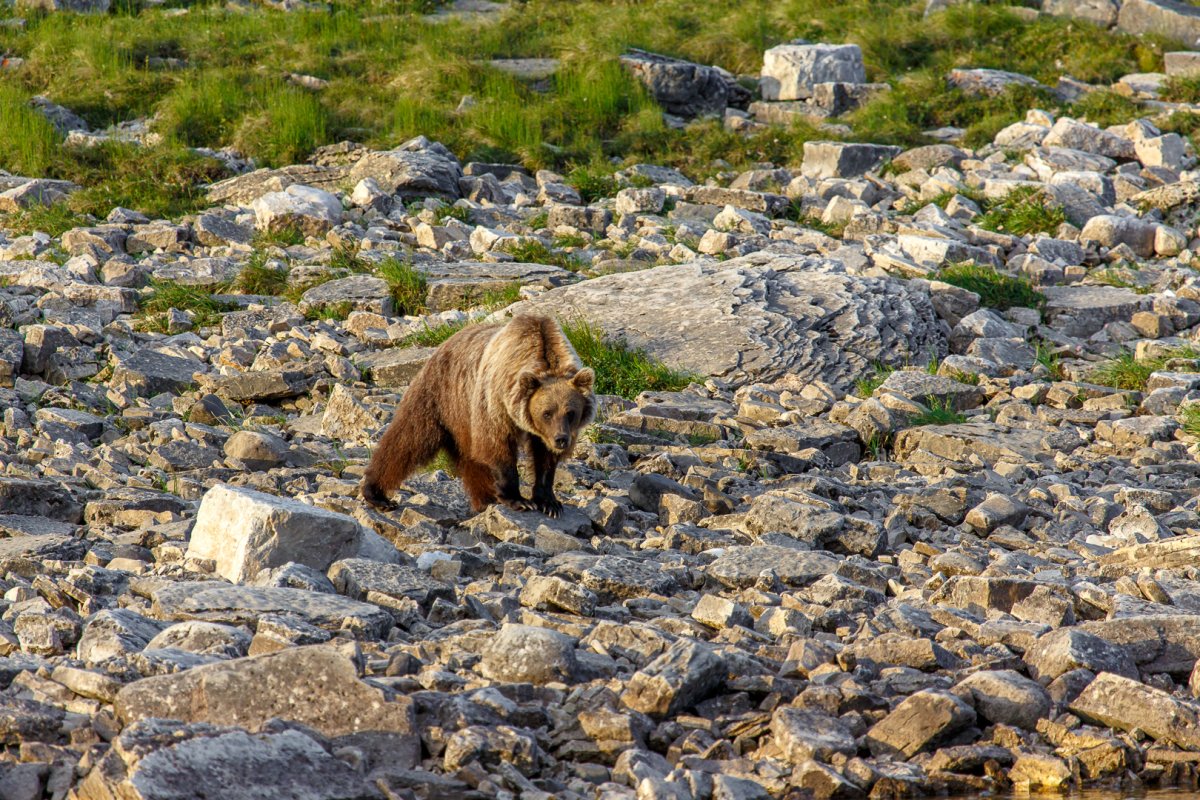Заповедник ""Костомукшский"" Северный олень