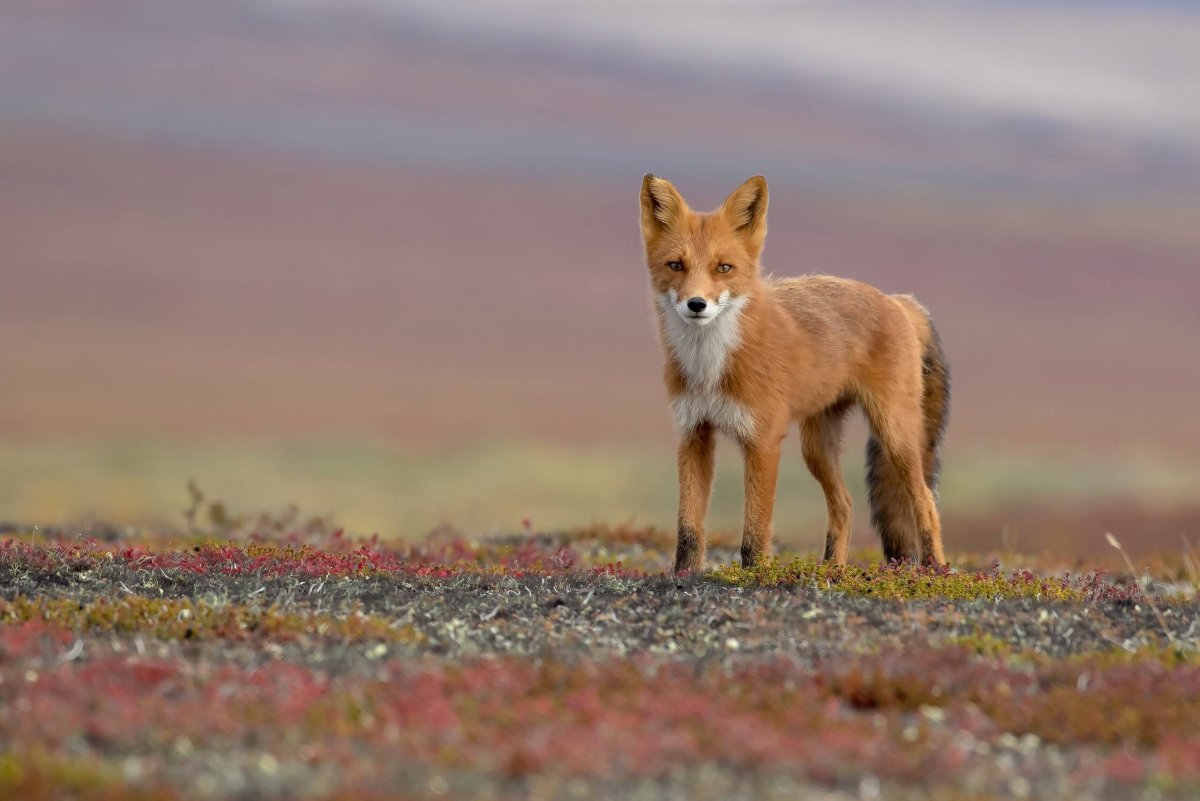 Северный олень плато Путорана