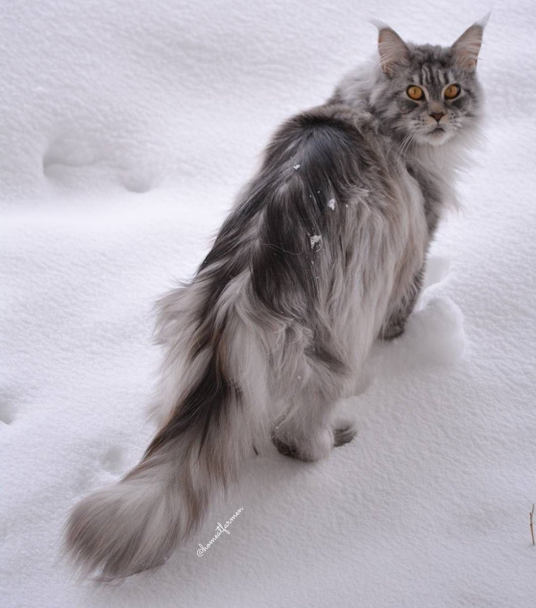 Кареглазый Сибирский кот