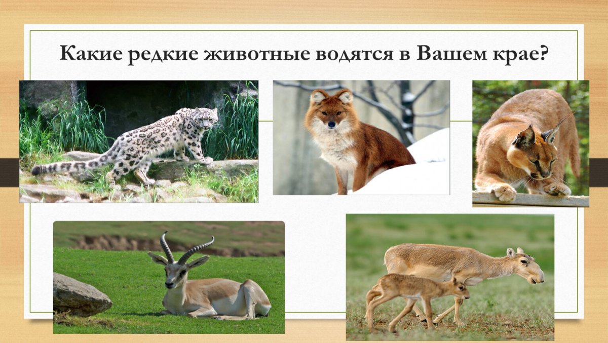 Сохатый Лось Байкальский