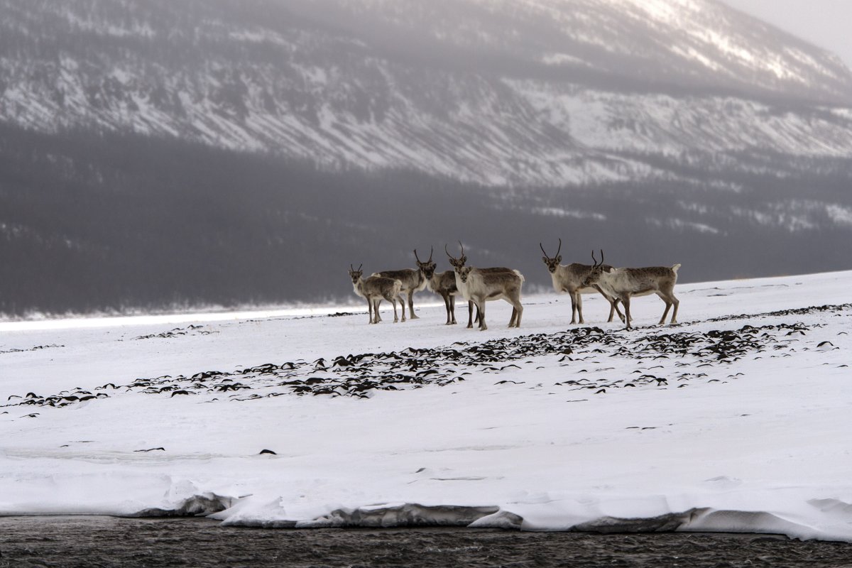 Путоранский заповедник Северные олени