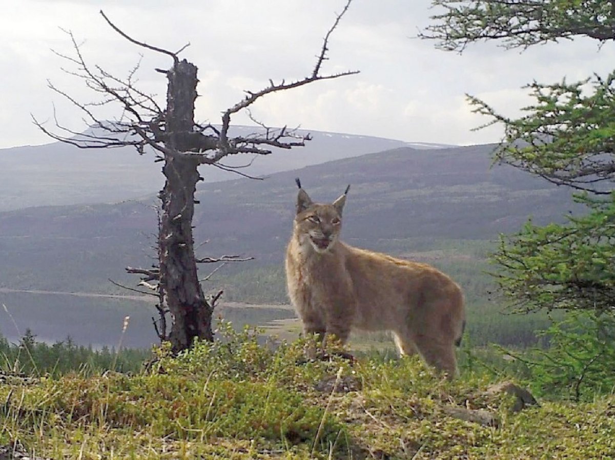 Плато Путорана фауна