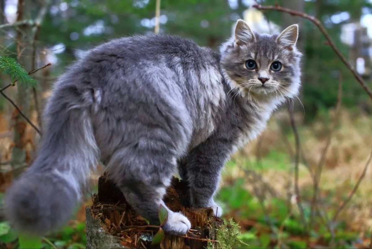 Сибирская кошка ластится