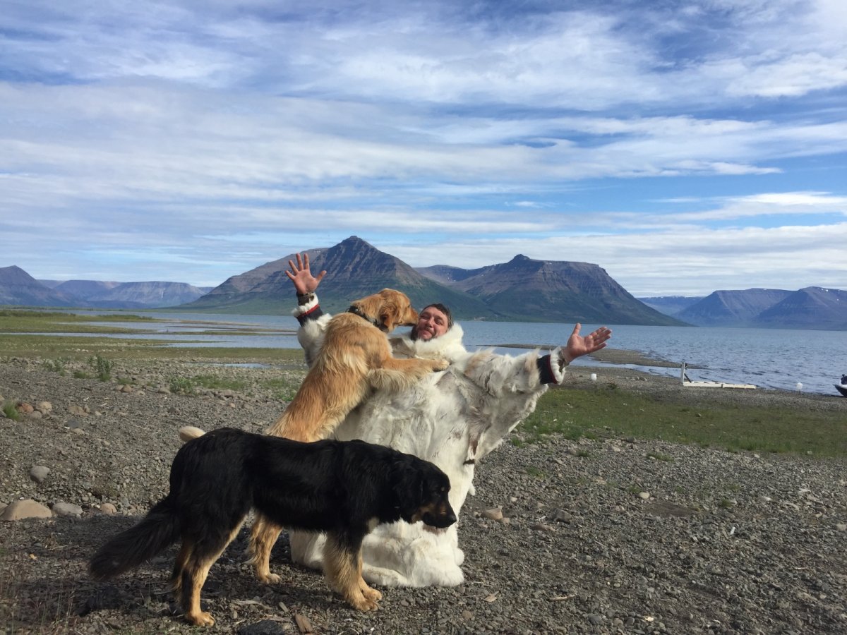 Снежный баран толсторог