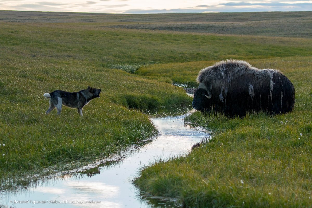 Вапити скалистых гор