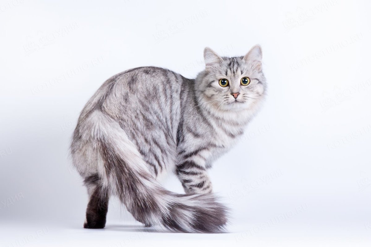 Сибирская голубая длинношерстная кошка