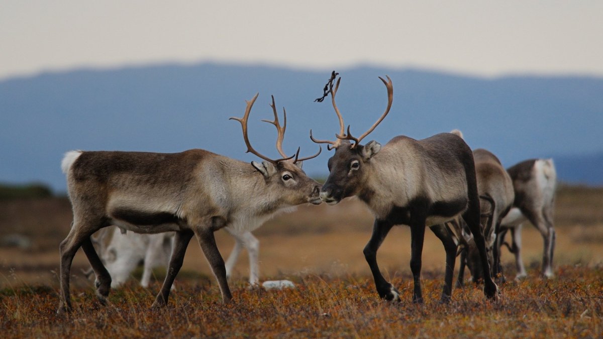 Плато Путорана волк