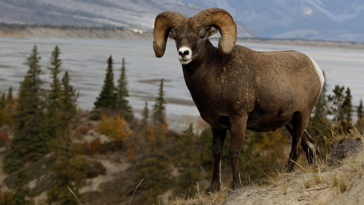 Северный олень Якутия