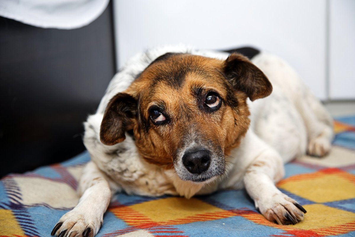 Виноватый взгляд собаки