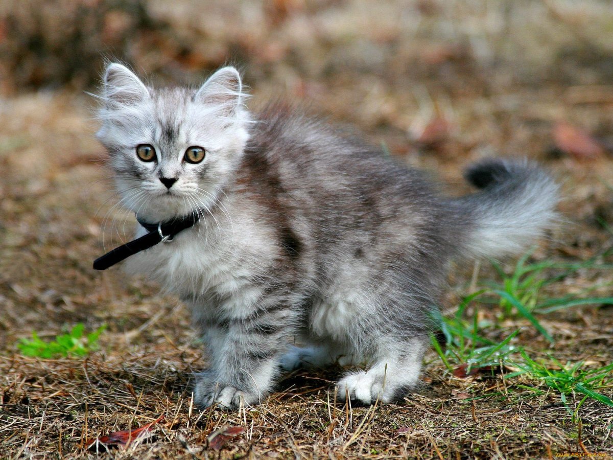 Серебристый табби Сибирский кот