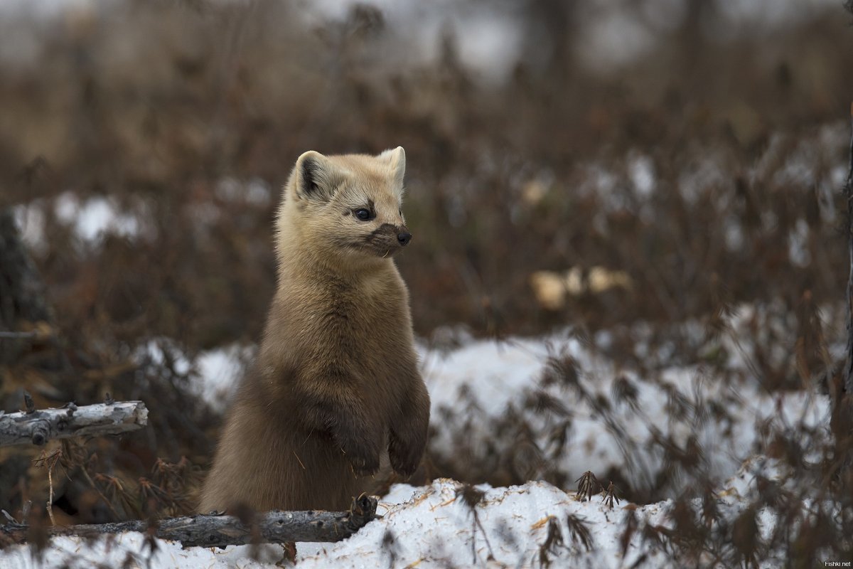 Толсторог плато Путорана