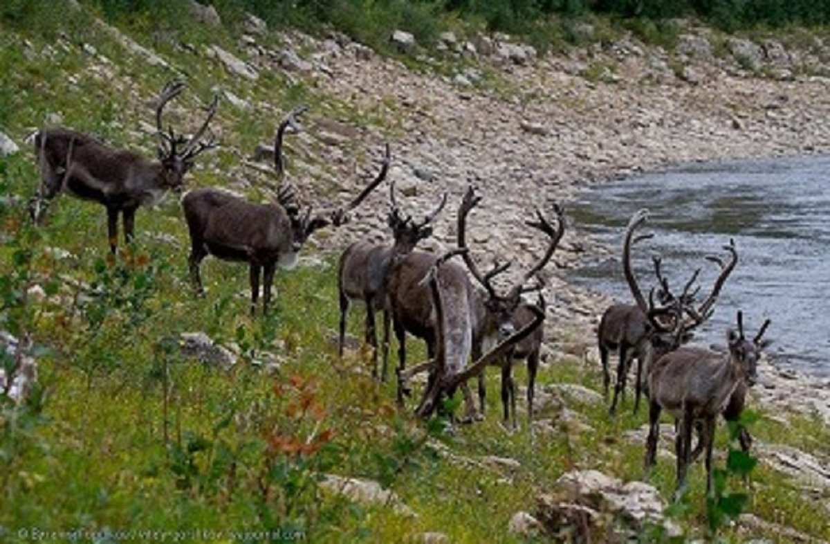 Путоранский снежный баран