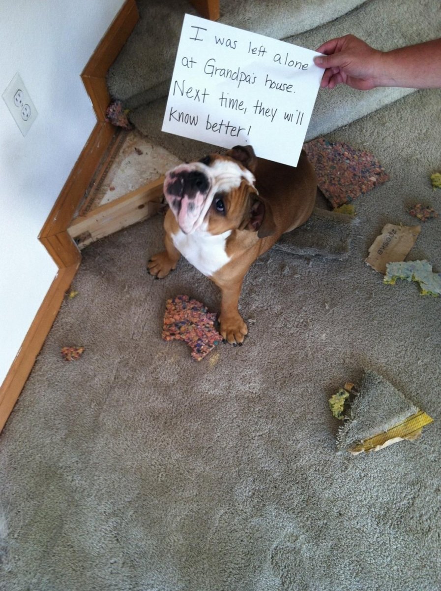 Собака вечером