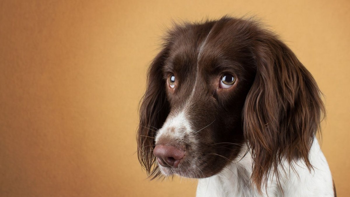 Взгляд собаки