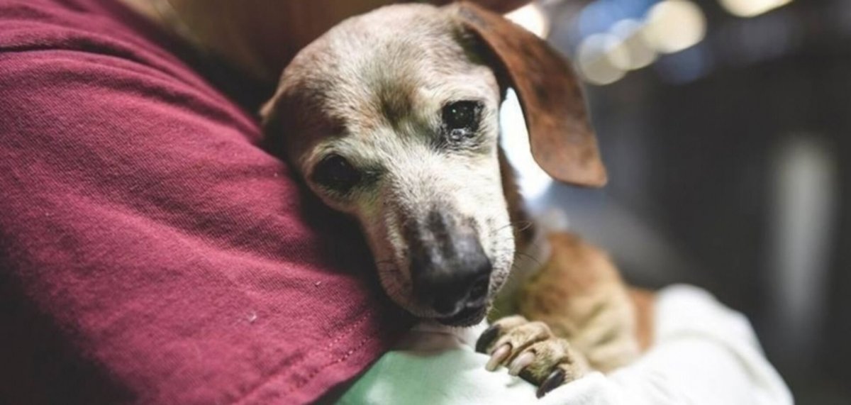 Собаке стыдно