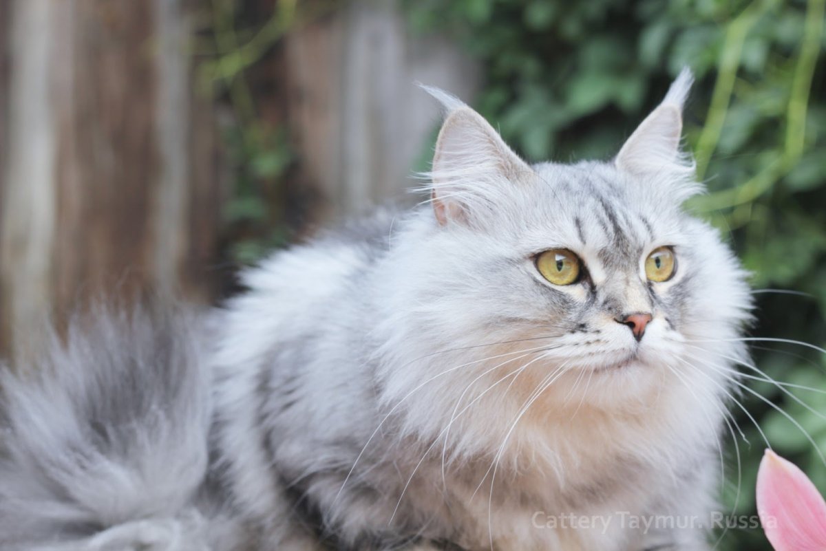 Сибирские коты Рейнхард