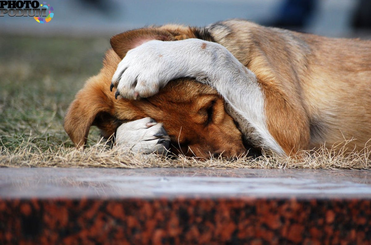 Усталая собака