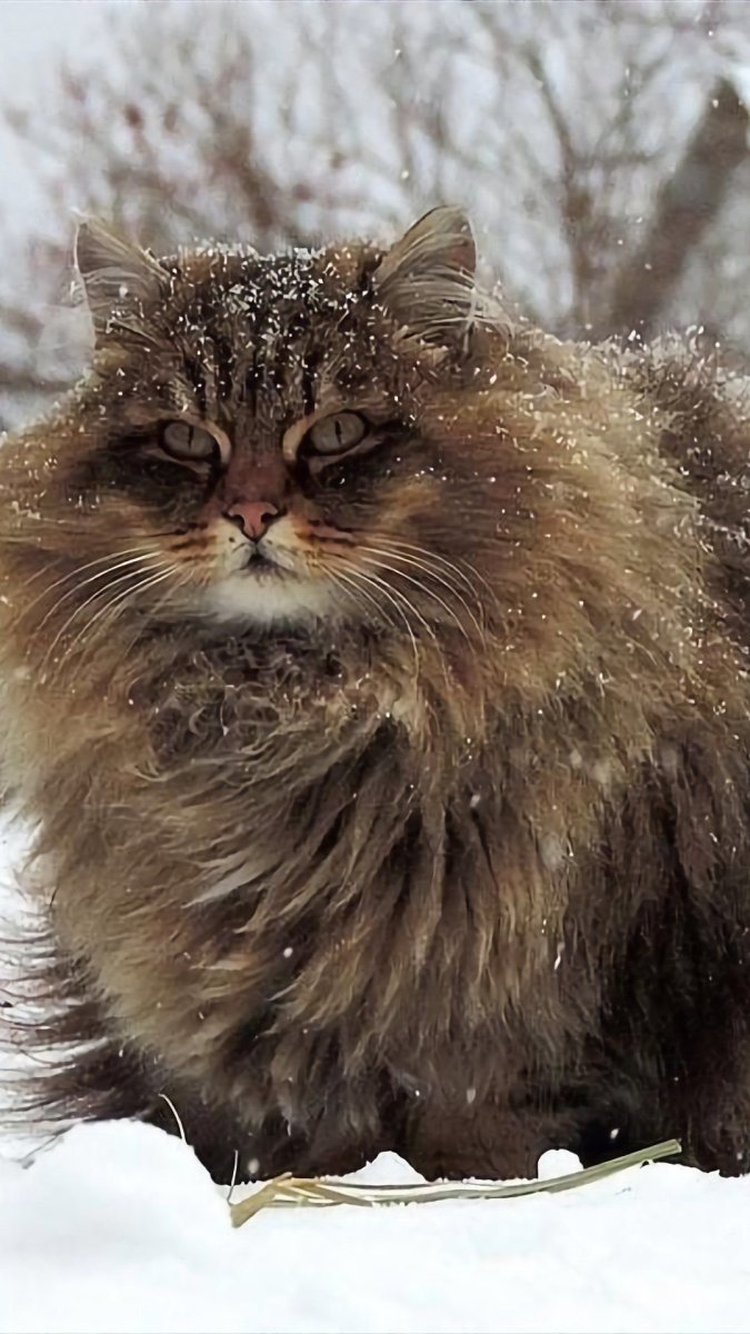 Сибирская кошка