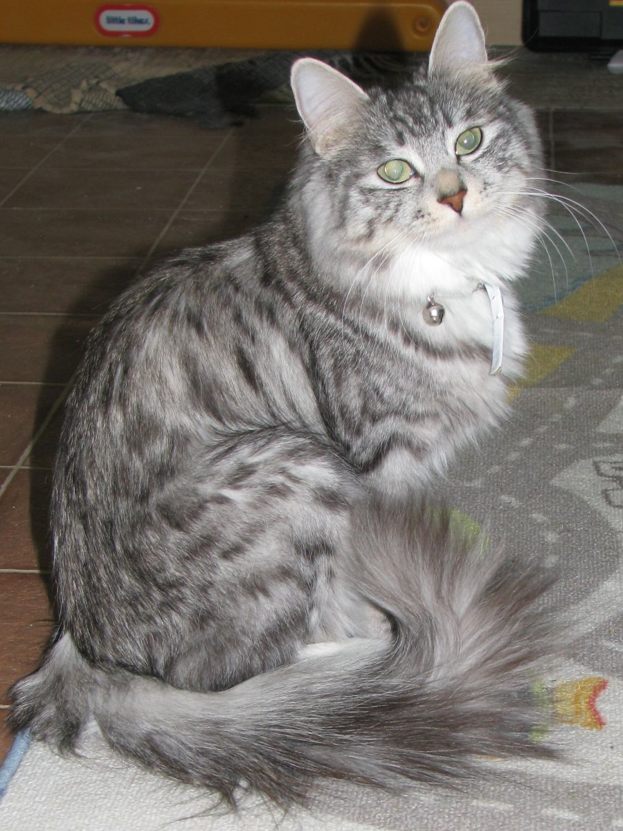 Кот Мейн кун серый