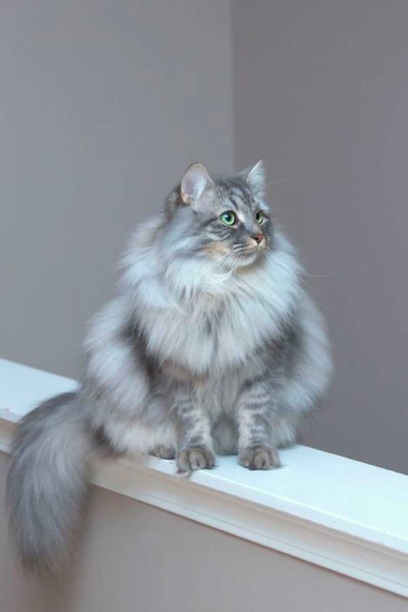 Норвежская длинношерстная Лесная кошка