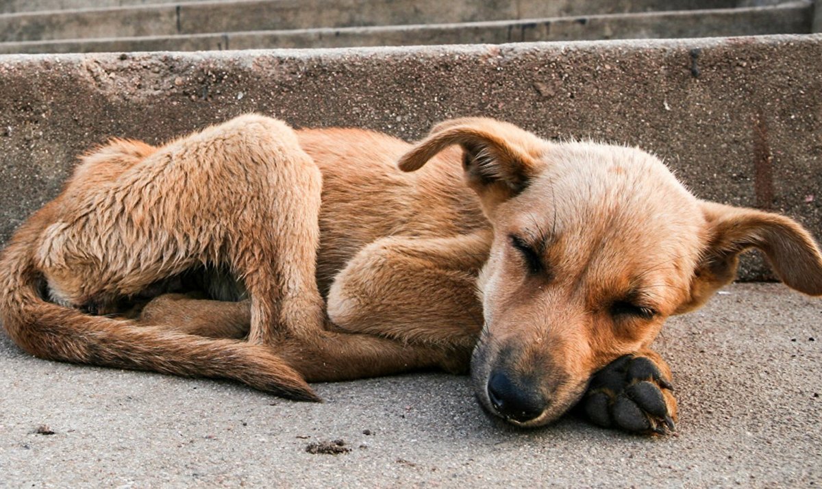 Нашкодивший щенок