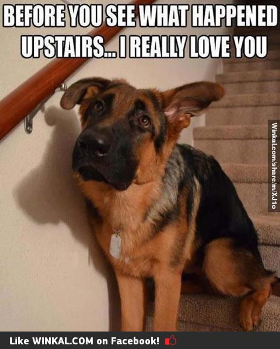 Забавный щенок