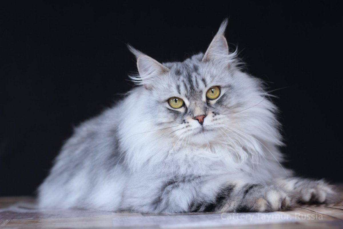 Сибирская кошка пепельная