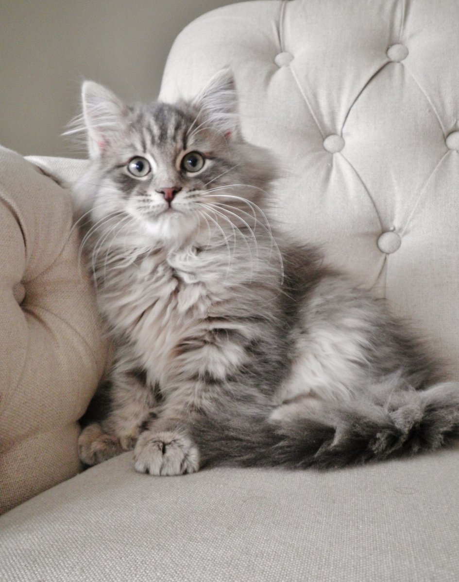 Серебряная кошка