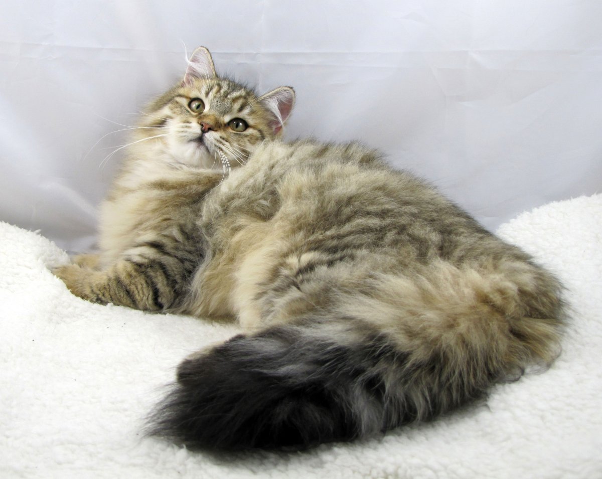 Сибирская голубая кошка