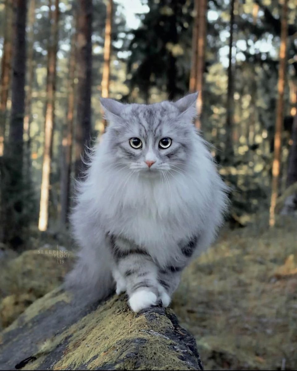 Сибирский кот серый длинношёрстный