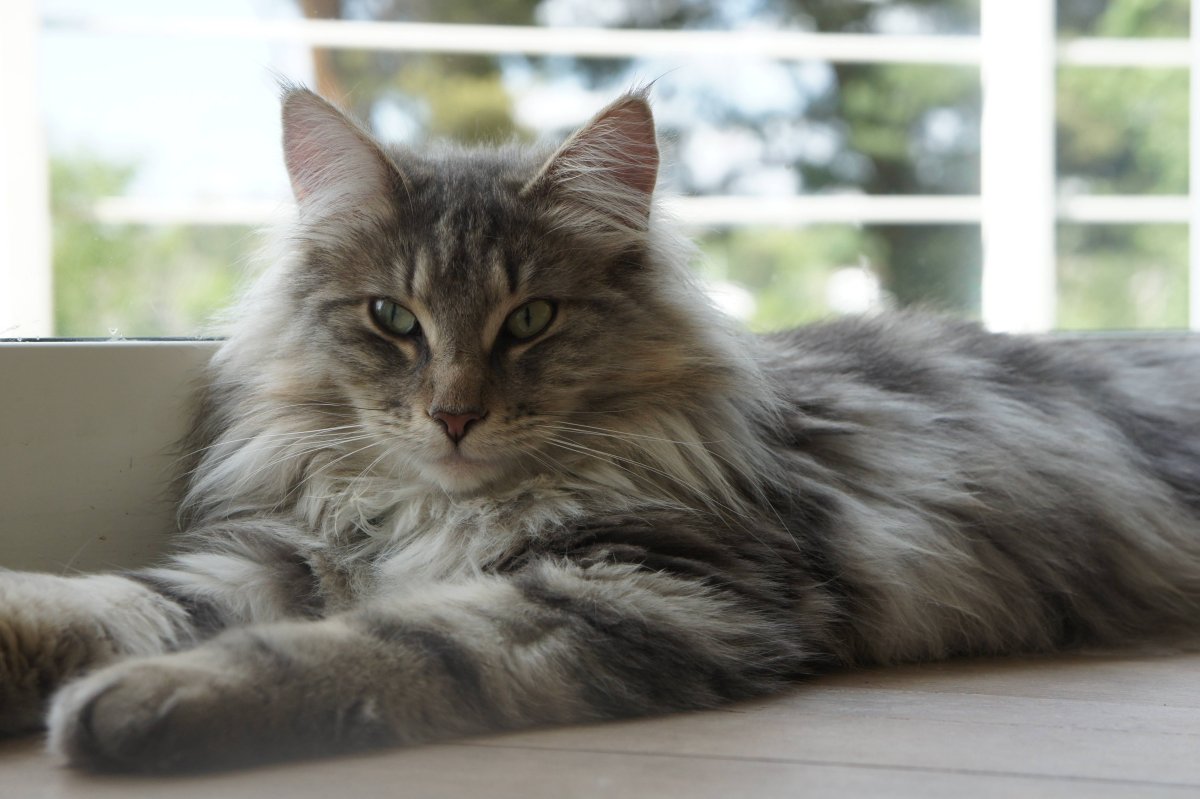 Сибирская длинношерстная кошка