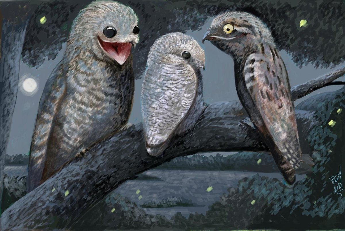 Козодой Грифон