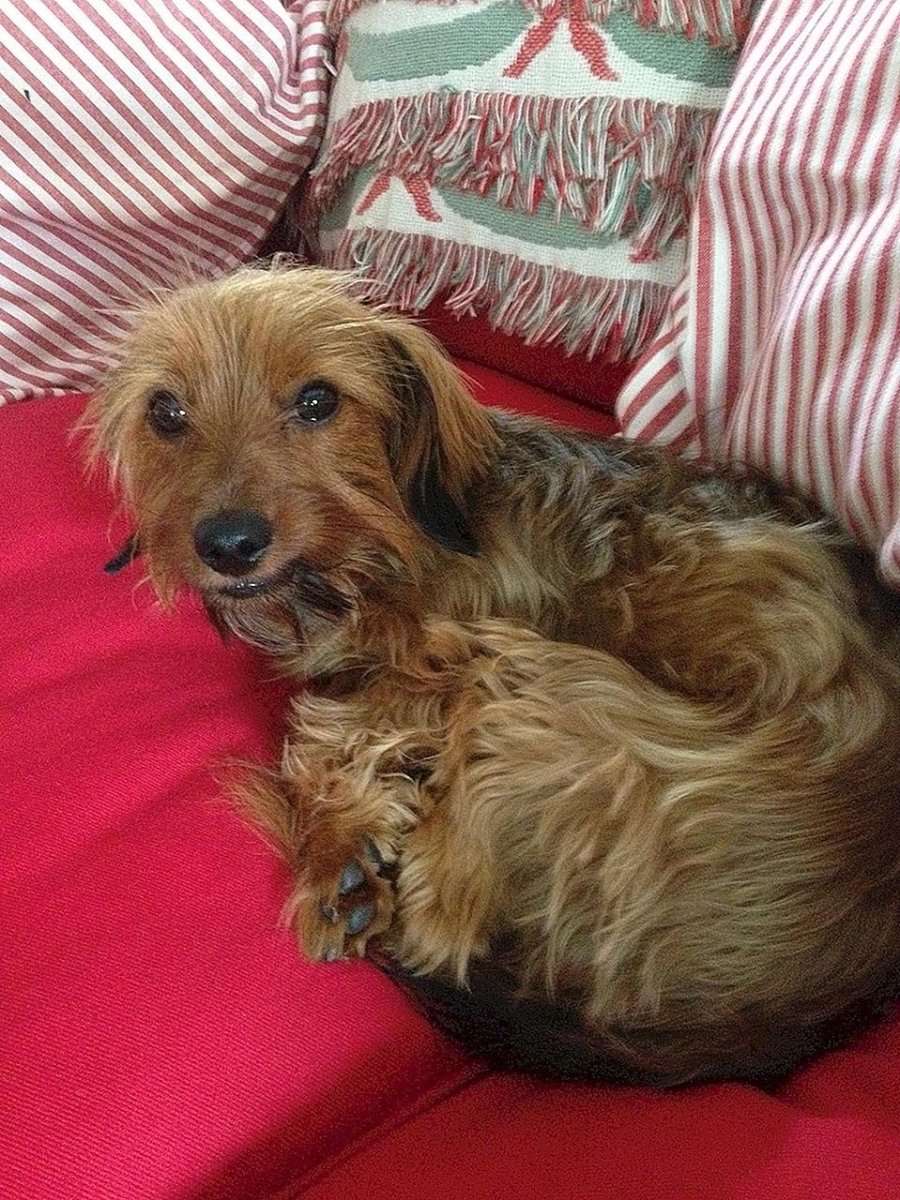 Чивини длинношерстная