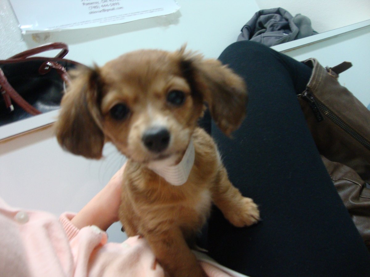 Метис таксы и йоркширского терьера