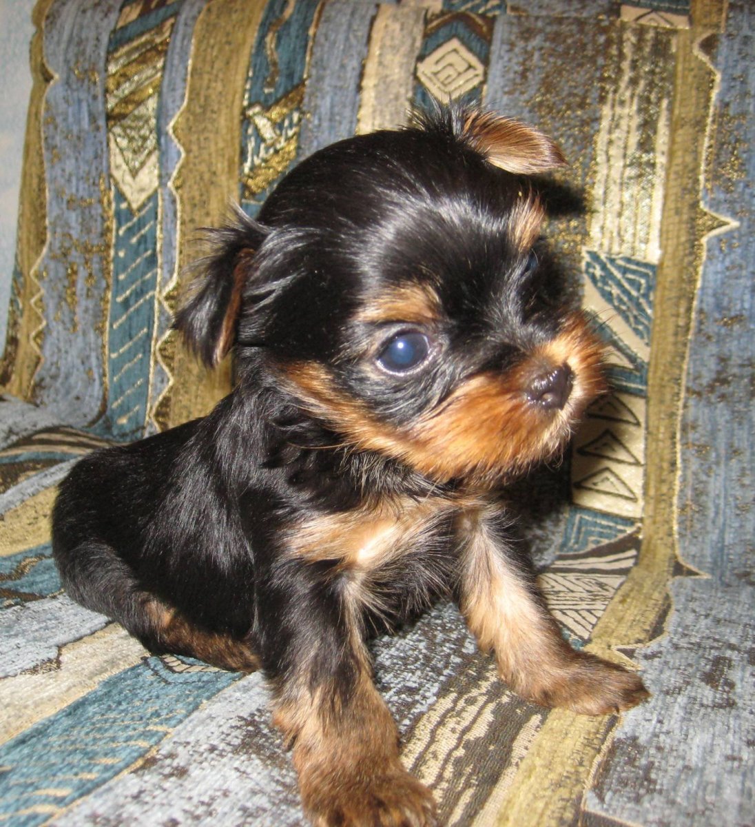 Щенки таксы метисы