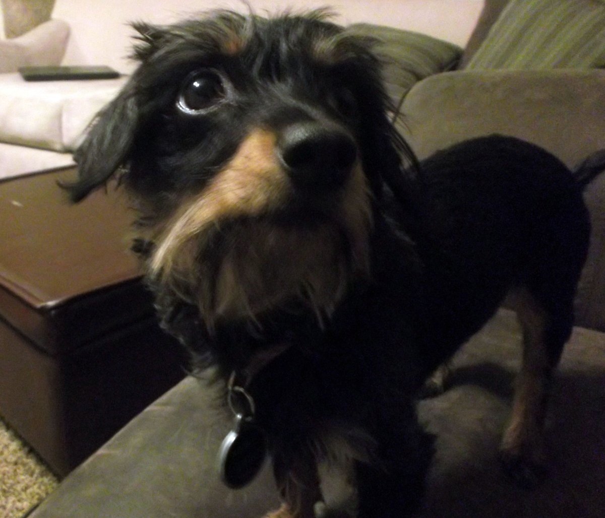 Смесь таксы и Йорка