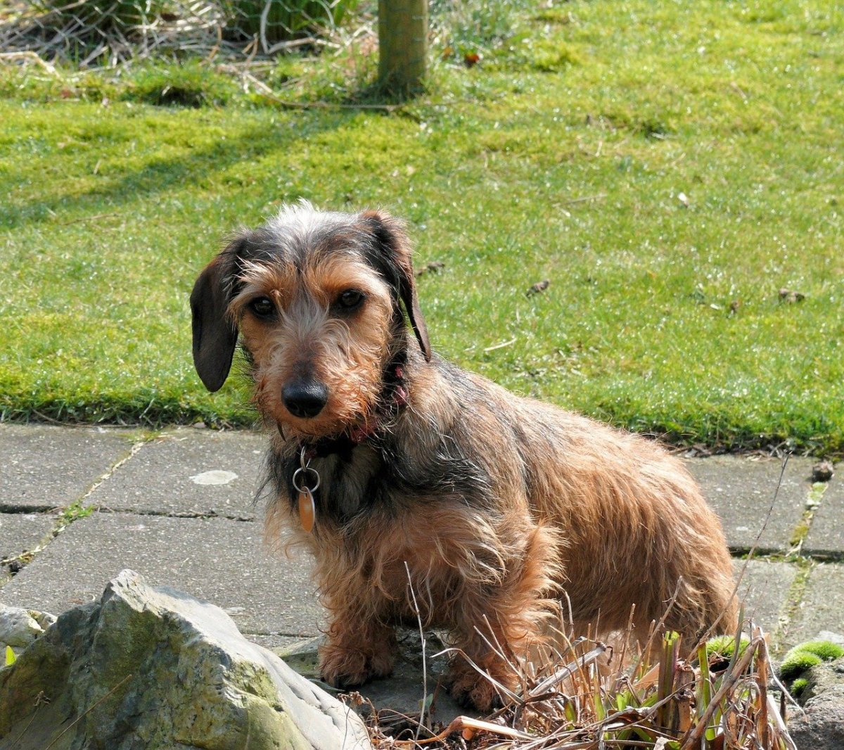 Метис жесткошерстной таксы