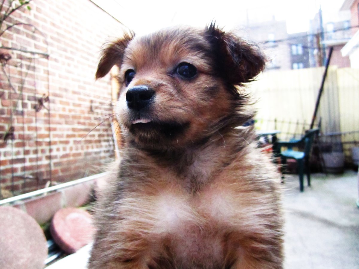 Такса макси