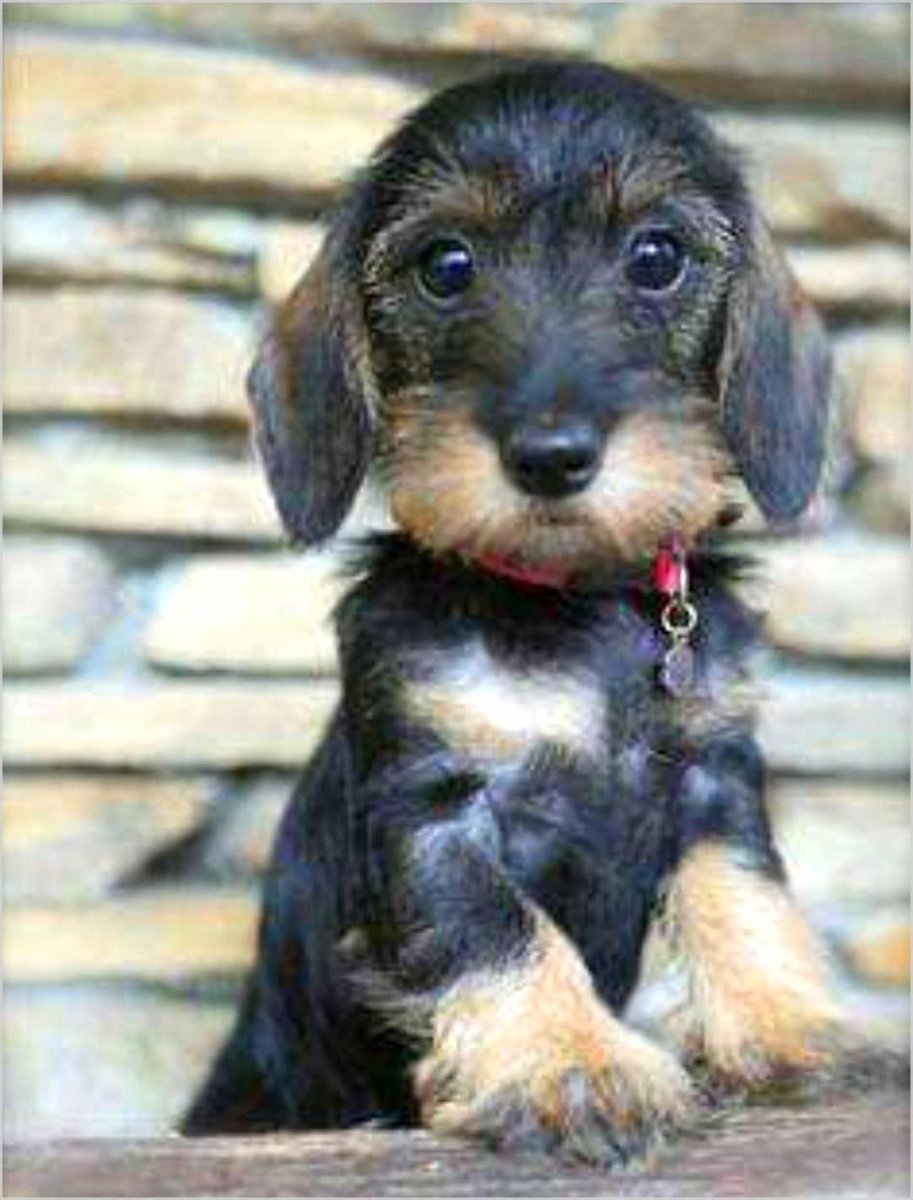 Такса кроличья жесткошерстная