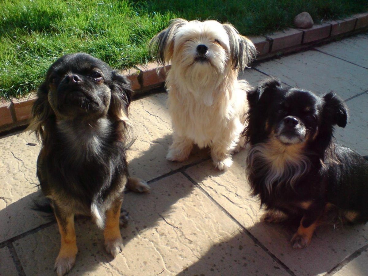 Метис Йорка и пуделя