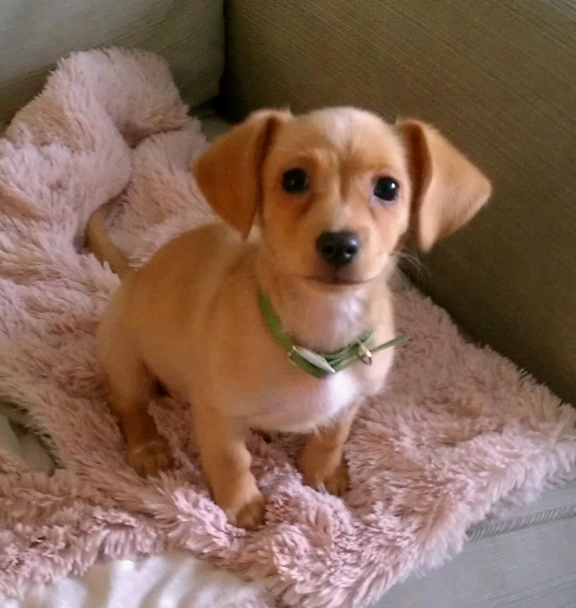 Метис таксы и чихуахуа