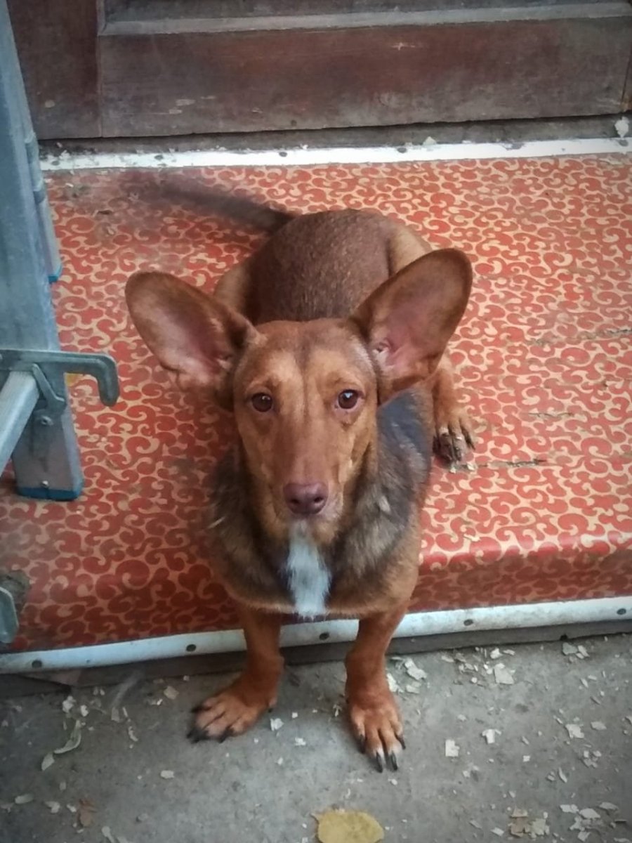 Кроличья такса метис